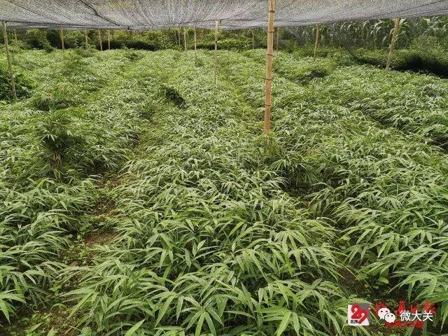 麻柳湾到昭通最新路况(昭通至麻柳湾实时路况速递)